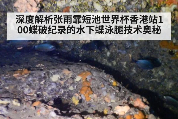 深度解析张雨霏短池世界杯香港站100蝶破纪录的水下蝶泳腿技术奥秘
